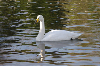 WHOOPER SWAN . THE HELSTON BOATING LAKE . CORNWALL . ENGLAND . 22 . 1 . 2015