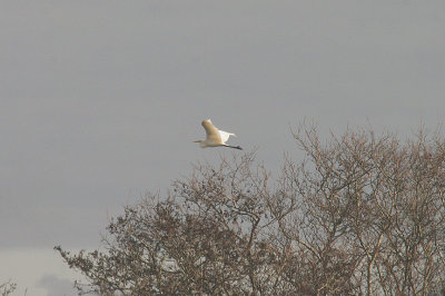 GREAT WHITE EGRET . THE HAM WALL RESERVE . SOMERSET . ENGLAND . 27 . 1 . 2015