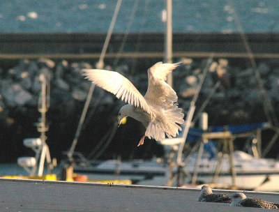 GLAUCOUS GULL ( Larus hyperboreus ) . BRIXHAM FISH QUAY . DEVON . 1 . 2 . 2015