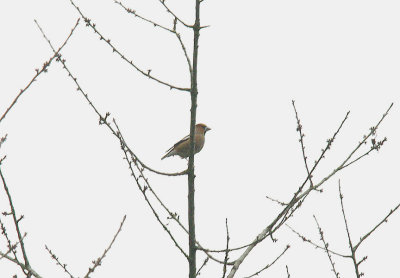  HAWFINCH . PARKEND . GLOUCESTERSHIRE . ENGLAND . 5 . 2 . 2015