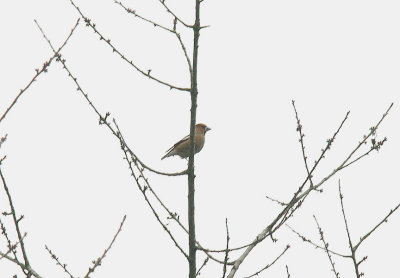 HAWFINCH . PARKEND . GLOUCESTERSHIRE . ENGLAND . 5 . 2 . 2015
