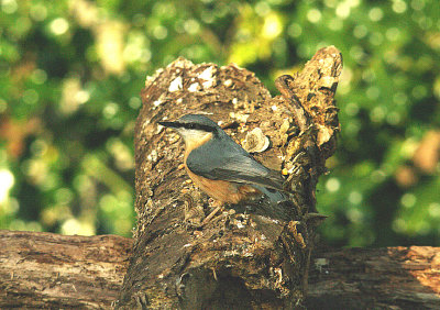  NUTHATCH . STOVER PARK . DEVON . 6 . 2 . 2015