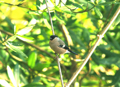 EURASIAN BULLFINCH ( Female ) ( Pyrrhula pyrrhula ) . STOVER PARK . DEVON . 6 . 2 . 2015