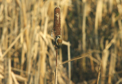 PENDULINE TIT . THE EXMINSTER MARSHES . DEVON . 8 . 2 . 2015