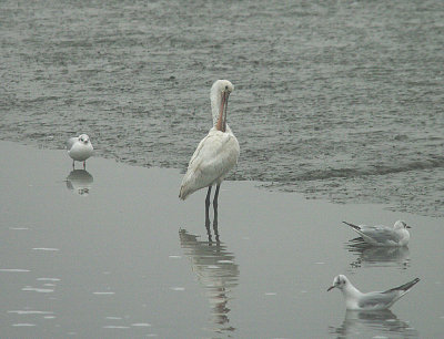 SPOONBILL . HOLES BAY . POOLE HARBOUR . DORSET . 10 . 2 . 2015