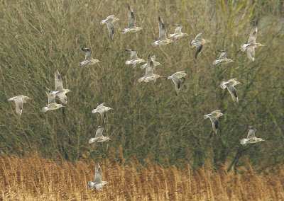 BAR-TAILED GODWIT ( Limosa lapponica ) . BOWLING GREEN MARSH . TOPSHAM . DEVON . 13 . 2 . 2015