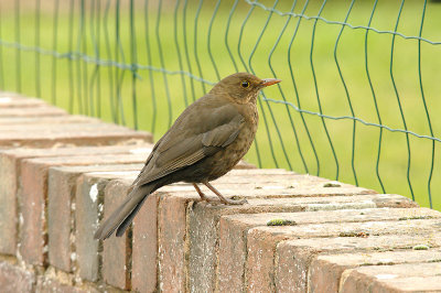 COMMON BLACKBIRD ( Female ) ( Turdus merula ) . Topsham . devon . 12 . 2 . 2015