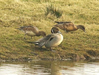 PINTAIL . BOWLING GREEN MARSH . TOPSHAM . DEVON . ENGLAND . 10 . 3 . 2015