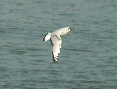 BONAPARTE`S GULL ( 1st Winter ) , RADIPOLL , WEYMOUTH , DORSET , 18 , 3 , 2015 