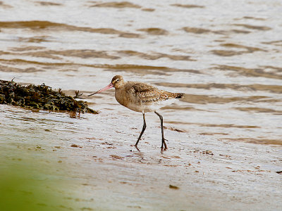 BLACK-TAILED GODWIT . THE CLYST ESTUARY . TOPSHAM . DEVON . 21 . 3 . 2015