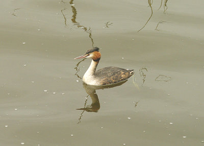 GREAT CRESTED GREBE . SHAPWICK HEATH . SOMERSET . 30 . 3 . 2015