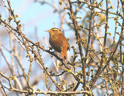 WREN . BOWLING GREEN MARSH . TOPSHAM . DEVON . 6 . 4 . 2014