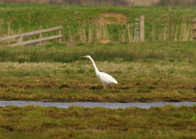 GREAT WHITE EGRET . THE EXMINSTER MARSHES . DEVON . ENGLAND . 8 . 4 . 2015