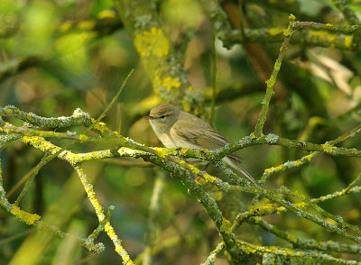 WILLOW WARBLER , GOOSEMOOR , TOPSHAM , DEVON , 12 , 4 , 2015