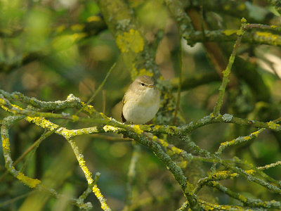 WILLOW WARBLER . GOOSEMOOR . TOPSHAM . DEVON . 12 . 4 . 2015