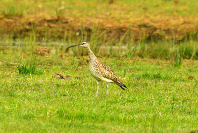 WHIMBREL . THE EXMINSTER MARSHES . DEVON . 13 . 4 . 2015