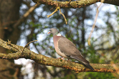 WOOD PIGEON . THE EXMINSTER MARSHES . DEVON . 13 . 4 . 2015