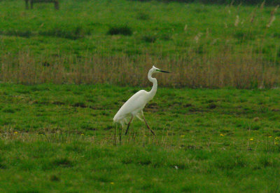 GREAT WHITE EGRET , THE EXMINSTER MARSHES , DEVON , ENGLAND . 17 , 4 , 2015