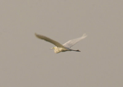 GREAT WHITE EGRET . THE EXMINSTER MARSHES . DEVON . ENGLAND . 18 . 4 . 2015