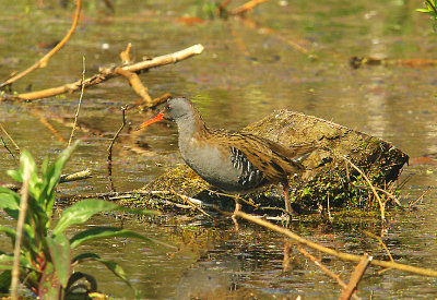 WATER RAIL . BOWLING GREEN MARSH . TOPSHAM . DEVON . ENGLAND . 19 . 4 . 2015