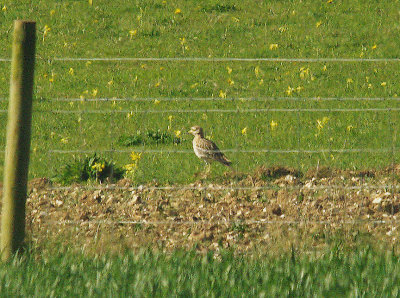 STONE CURLEW . WINTERBOURNE DOWNS . WILTSHIRE . 21 . 4 . 2015