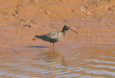 SPOTTED REDSHANK ( Tringa erythropus ) . THE CLYST ESTUARY . TOPSHAM . DEVON . 18 . 4 . 2015