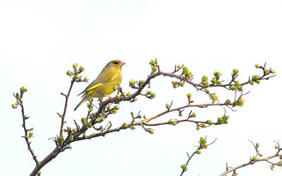 EUROPEAN GREENFINCH ( Chloris chloris ) . THE EXMINSTER MARSHES . DEVON . 13 . 4 . 2015