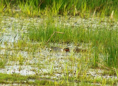 GREEN-WINGED TEAL . GREYLAKE RSPB . SOMERSET . ENGLAND . 29 . 4 . 2015