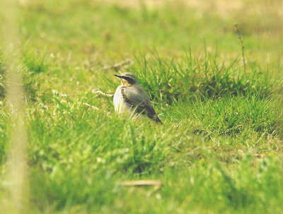 NORTHERN WHEATEAR ( Greenland Race ) , EXMINSTER MARSH , DEVON , 30 , 4 , 2015