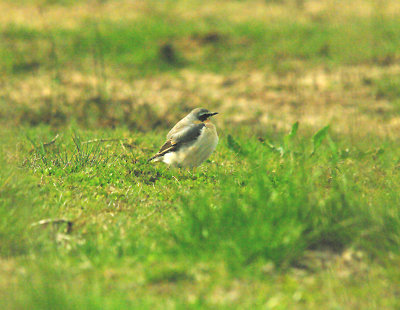 NORTHERN WHEATEAR ( Greenland Race ) . EXMINSTER MARSH . DEVON . 30 . 4 . 2015