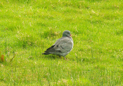 STOCK DOVE . BOWLING GREEN MARSH . TOPSHAM . DEVON . 4 . 5 . 2015