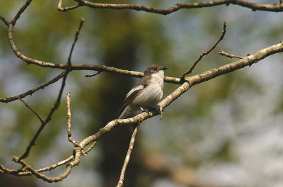 PIED FLYCATCHER ( Female ) . YARNER WOOD . DEVON . 7 . 5 . 2015