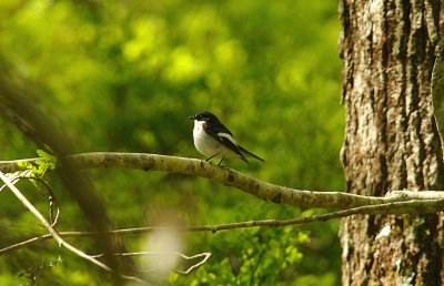 PIED FLYCATCHER ( Male ) . YARNER WOOD . DEVON . 7 . 5 . 2015