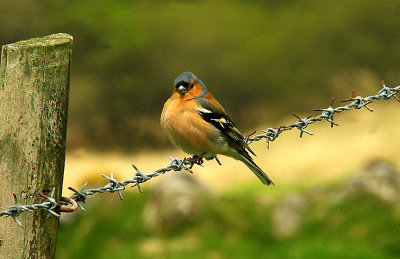 CHAFFINCH . DARTMOOR . DEVON . 7 . 5 . 2015