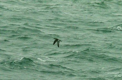 MANX SHEARWATER ( Puffinus puffinus ) . THE BRISTOL CHANNEL . DEVON . 10 . 5 . 2015