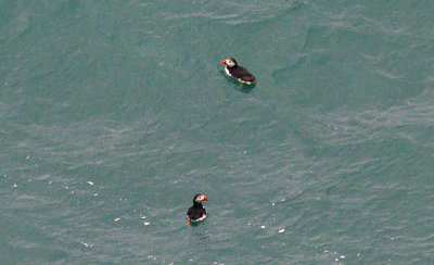 ATLANTIC PUFFIN ( Fratercula aectica ) . LUNDY ISLAND . DEVON . 10 . 5 . 2015