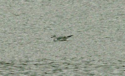 BONAPARTE`S GULL . BOWLING GREEN MARSH . TOPSHAM . DEVON . 9 . 5 . 2015