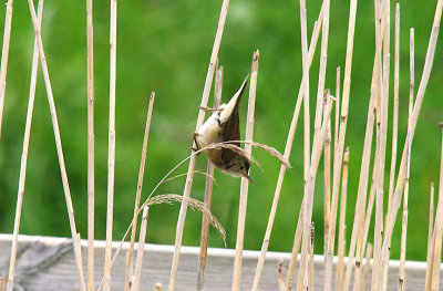 EUROPEAN REED WARBLER . BOWLING GREEN MARSH . TOPSHAM . DEVON . 17 . 5 . 2015