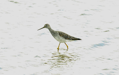 GREATER YELLOWLEGS , TITCHFIELD HAVEN , HAMPSHIRE , 19 / 5 / 2015
