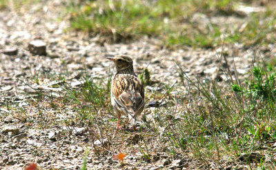 WOODLARK , NORTH WOOD , DEVON , 21 , 5 , 2015