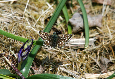 GRIZZLED SKIPPER ( Pyrgus mulvae ) . NORTH WOOD . DEVON . 21 . 5 . 2015