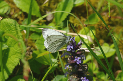 GREEN-VEINED WHITE ( Pieris napi ) , NORTH WOOD , DEVON , 21 , 5 , 2015