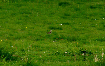 AMERICAN GOLDEN PLOVER . THE EXMINSTER MARSHES . DEVON . 23 . 5 . 2015