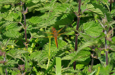 SCARCE CHASER ( Female ) ( Libellula fulva ) . THE EXMINSTER MARSHES . DEVON . 23 . 5 . 2015