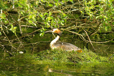 GREAT CRESTED GREBE . DRIFT RESERVOIR . CORNWALL . 26 . 5 . 2015