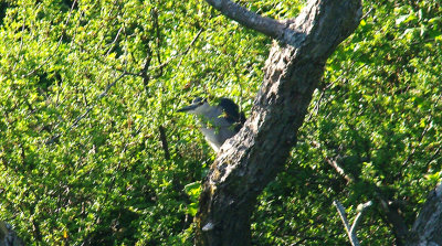 NIGHT HERON . TRESEMPLE POOL . ST CLEMENT . CORNWALL . 26 . 5 . 2015