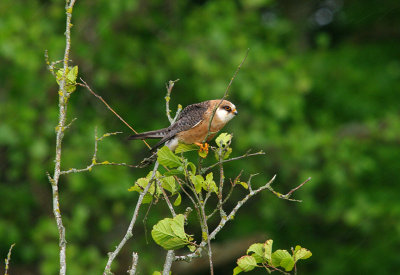 RED-FOOTED FALCON ( Female ) , BARCOMBE MILLS , EAST SUSSEX , 1 , 6 , 2015