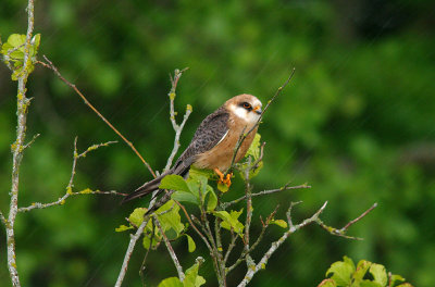 Red-Footed Falcon . Falco vespertinus