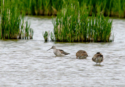 GREATER YELLOWLEGS . POSBROOK FLOODS . TITCHFIELD HAVEN . HAMPSHIRE . 1 . 6 . 2015