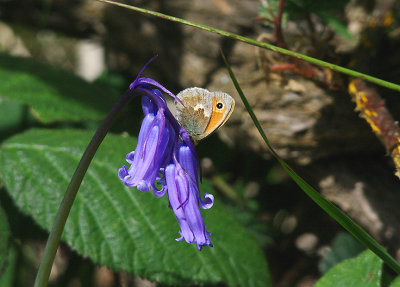SMALL HEATH ( Coenonympha pamphilus ) .  AYLESBEAR COMMON . DEVON . 4 . 6 . 2015